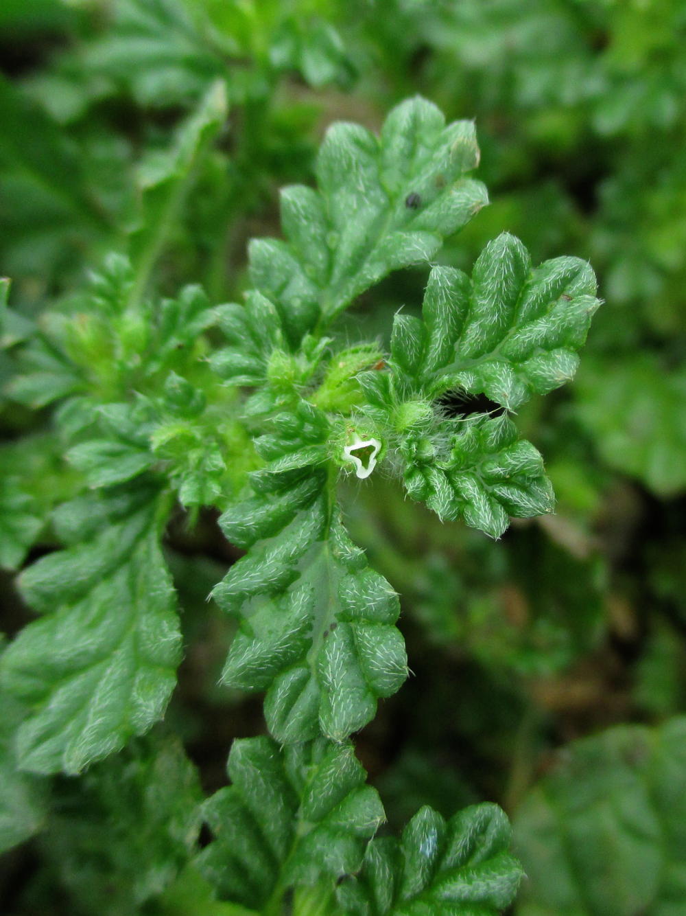 Coldenia Procumbens – EFlora Of India